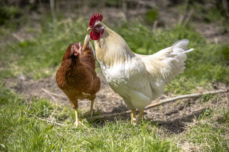Huhn und Hahn auf Wiese